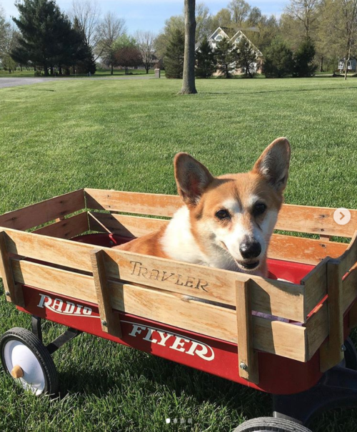 This is Cali. She took her new wagon out for a test walk today. Says little legs only get you so far