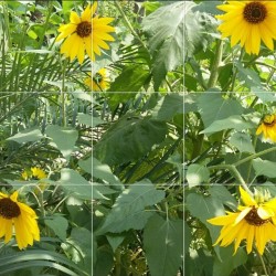 omg-personal:  Sunflowers make me happy!