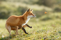 Red Fox in Autumn Mood by thrumyeye 