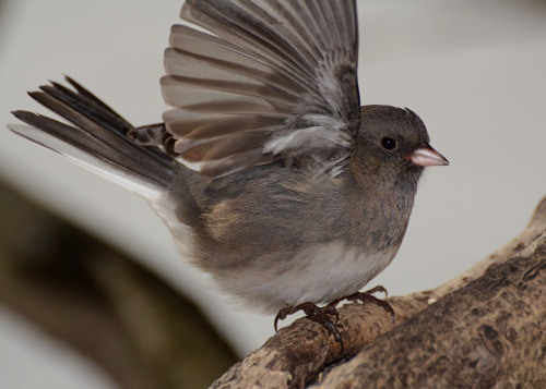 Incorrigible Exhibitionists, Dark-eyed Juncos Relish The Opportunity Toflash Onlookers. Curiously, While