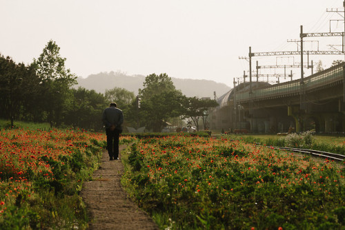 Poppies, daisies and irises in the late afternoon sun at Gojan Station, Ansan, Gyeonggi-do.