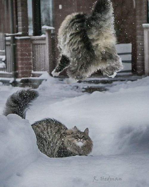 catsbeaversandducks:Amazing Snow ChonkersPhotos by Sämpy