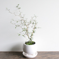 ipwncakez:  i am in dire need of this plant 