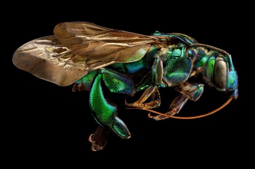 littlelimpstiff14u2: Microsculpture – The Insect photography of Levon Biss Microsculpture &nda