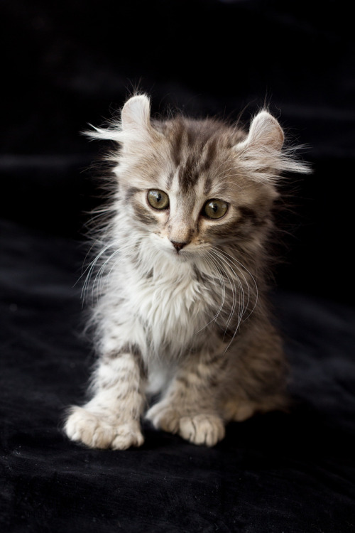 Highlander Kitten (by Marit Welker Photography)