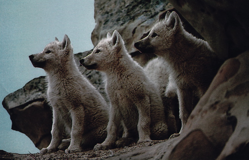 plastexxx:  National Geographic Magazine, May 1987, “At Home with the Arctic Wolf”.