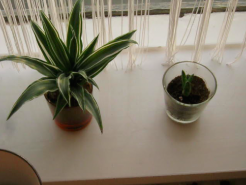 pottaplanta:  sunnudagsvökvun