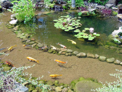 hummingfrog13:  In July every year we have an event called “ Secret Gardens ” Last year we visited some of the best decorated backyards in the neighborhood and this guy had turned the complete backyard into a pond and gardens. The backyard was about