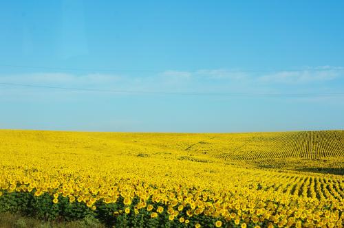 amazinglybeautifulphotography:  near Odessa in southern Ukraine—beautiful sunflower flower sea[OC] [4912 × 3264] - Author: shiningmoment1985 on reddit