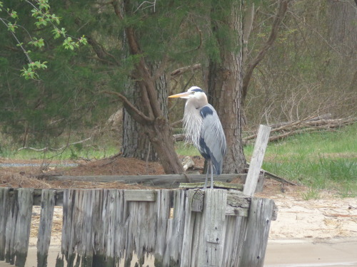 Great blue heron perched on wood at Bivalve, Maryland