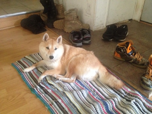shiba-aki:this mat is for me to lay on, right?