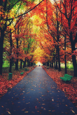 mstrkrftz:  Autumn trees in park with colorful