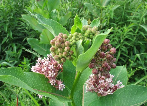 Common milkweed is blooming now, too. Great for the insects.