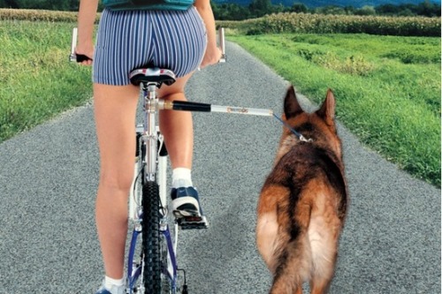 Dog walk bum