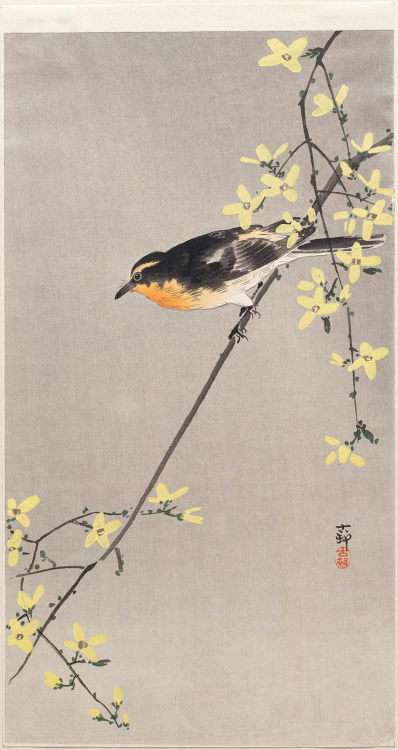 heaveninawildflower:  ‘Bird on Forsythia Branch’ (1900′s - 1910′s). Woodblock print by  	Ohara Koson (1878–1945).Image and text courtesy MFA Boston.