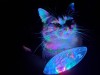 cat-cosplay:Pike recently has become obsessed with the nebula light in our livingroom.