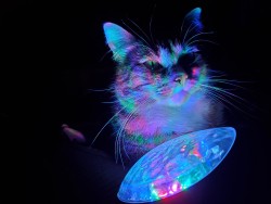 cat-cosplay:Pike recently has become obsessed with the nebula light in our livingroom.
