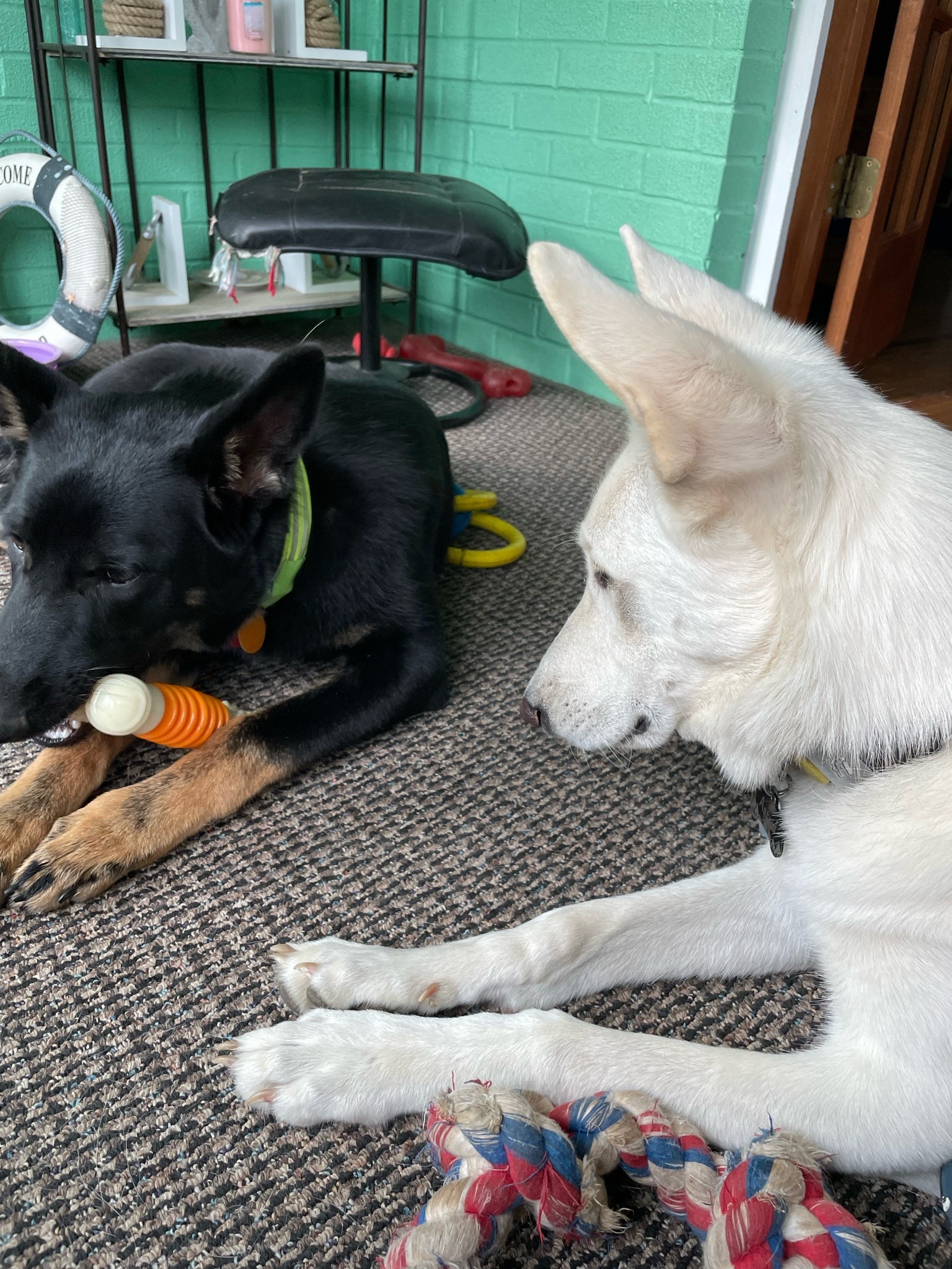 We have an adorable guest with us for a couple days! Puppy sitting babes uncles dog so we’ve got a German Shepard yingyang going 😂🥰😍