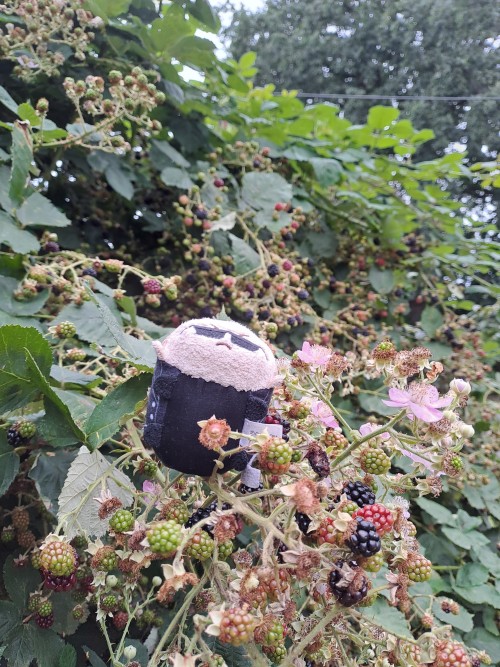 Picking Blackberries With Albert