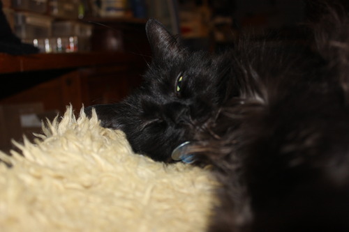 loki-the-pie-maker:  I love black cats because you can take a picture and it’ll