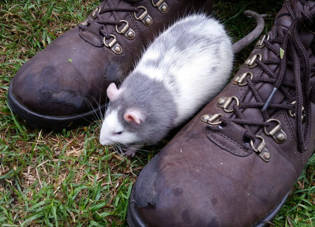 shithowdy:My friend’s rat more closely resembles a strange opossum.