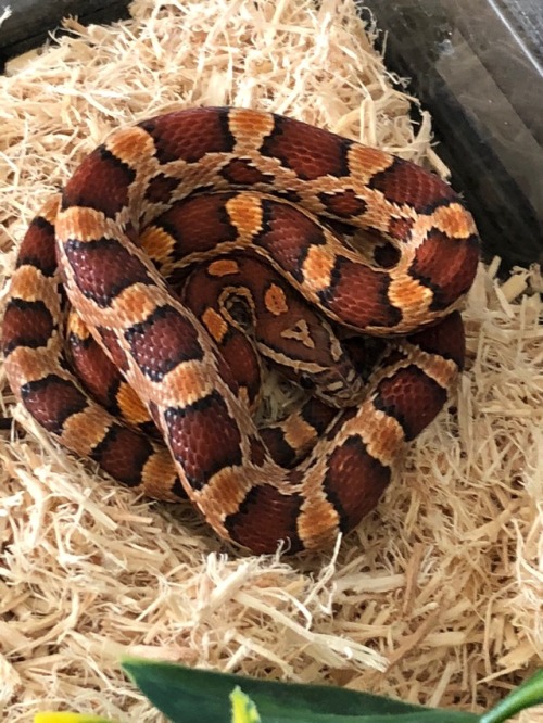 my baby wilson before and after his recent shed!