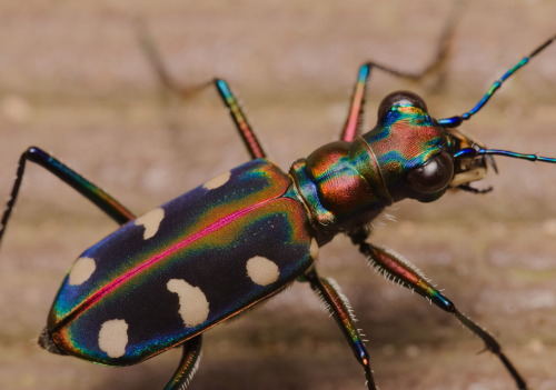 onenicebugperday: Golden-spotted or blue-spotted tiger beetle, Cicindela aurulenta, CarabidaeLi