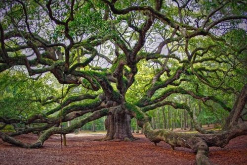 Angel oak tree, Johns Island, Charleston County, South Carolina.(x)Image credit and copyright: Mark 