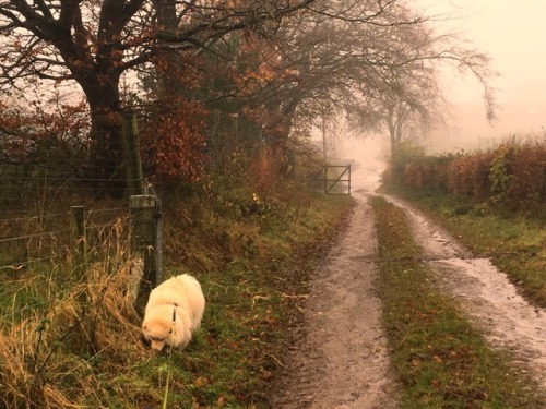 rainy autumn walk Scotland Nov ‘17