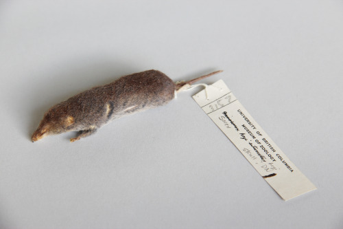 American pygmy shrew; Sorex hoyi; 1931; Chilcotin Lake, BC; Collected by McT-Cowan&ldquo;Pygmy shrew