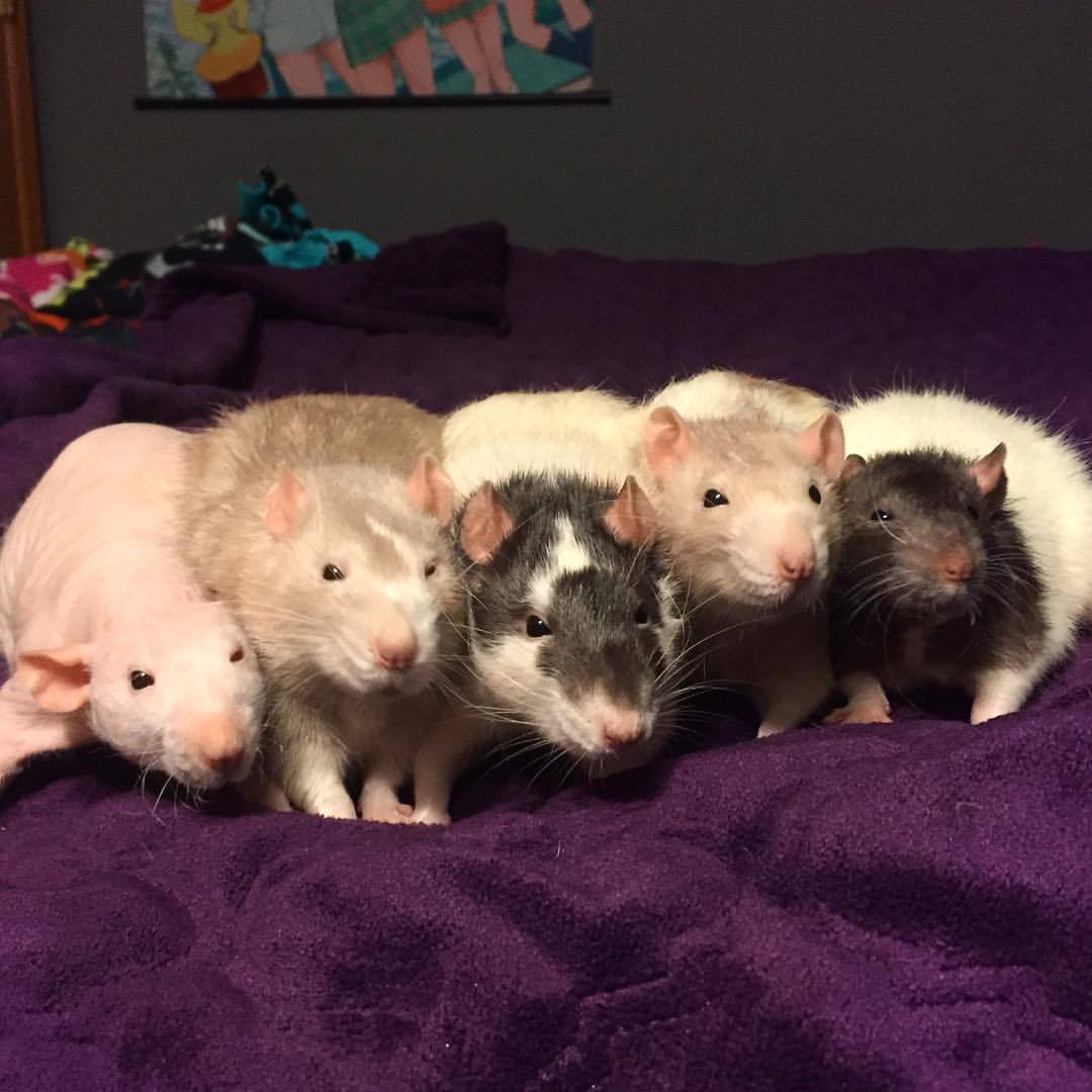mustache-kitty:  #Reggie #Reese #Raff #Riff #Rusty 
