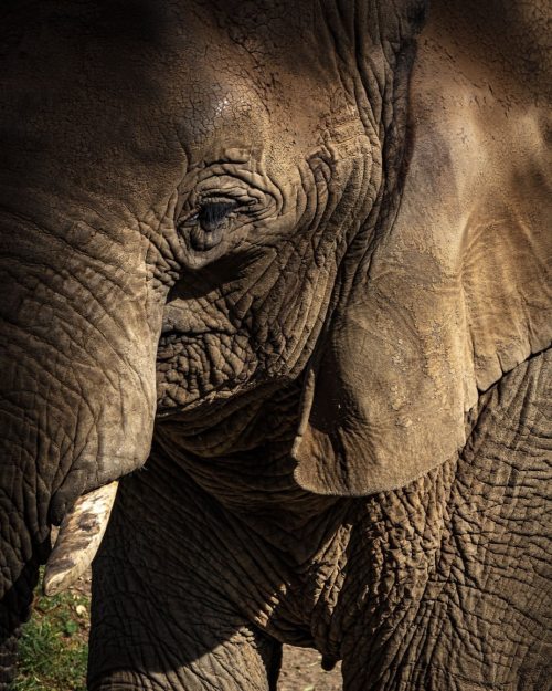 An Elephant’s Mind | Oakland | California. #yourshotphotographer #oakland #oaklandzoo #elephan