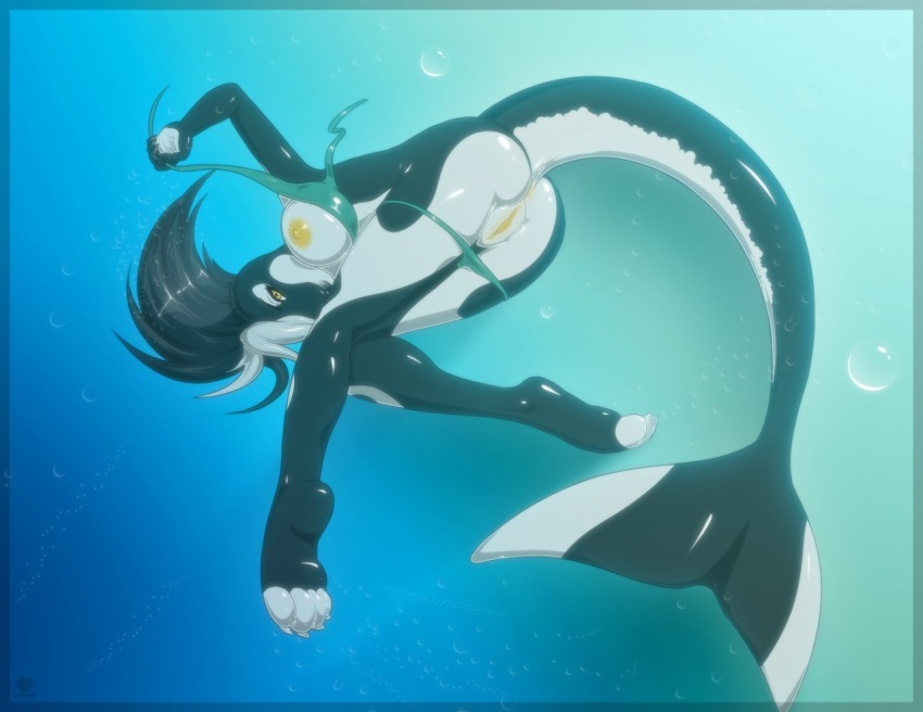 hazrdwolf:   Female Orca for Anonymous 
