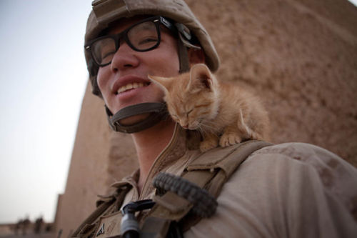 catsbeaversandducks:  It’s dangerous to go alone, soldier! Here, take this kitten with you.Via Bored Panda  A nice reminder that our fighting men and women are still human and not mindless killers like a large number of countries seem to think.