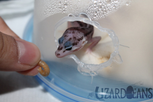 lizardbeans: How to eat a bug. Step one: stare at bug, make sure its bugStep two: Bite it anyway eve