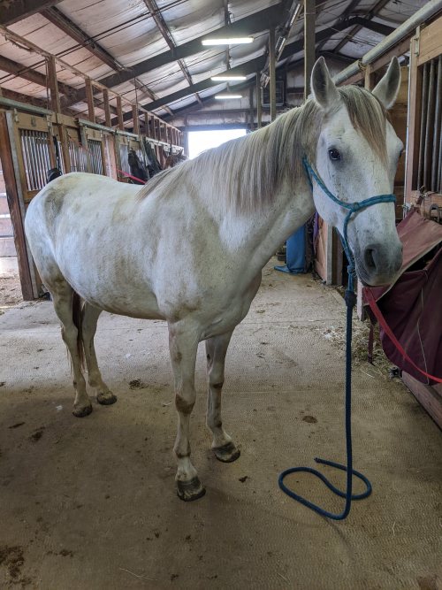 We got there early, but one of the Teens was already putting horses out, since Other Teacherlady is 