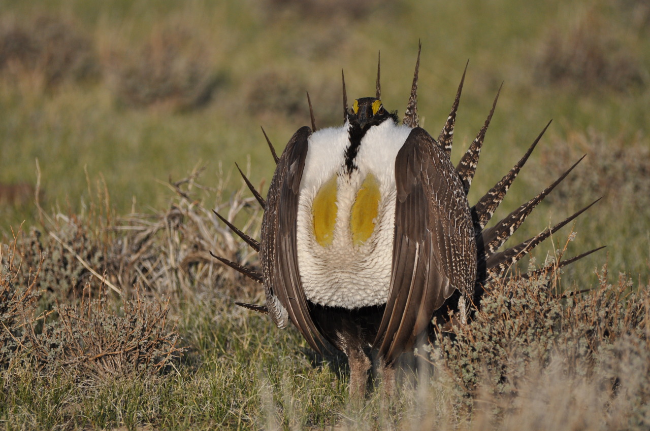 USFWS Pacific Region — Lek Cam Offers Streaming Video of the Sage-Grouse...
