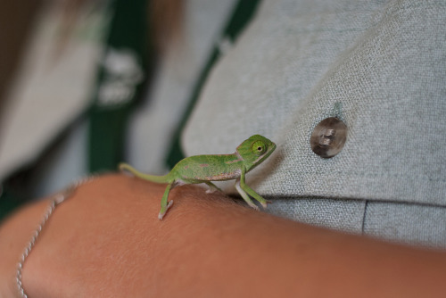 mothernaturenetwork:Teeny-weeny chameleon hatchlings steal hearts at Australia’s Taronga ZooAu