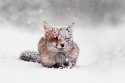 blazepress:  Foxes Playing in Snow Photographed