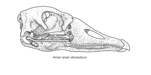 Domestic Goose Skull
