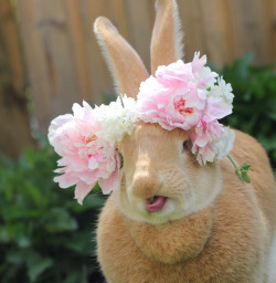 plumpybun:  moooommmm! get these flowers off me!
