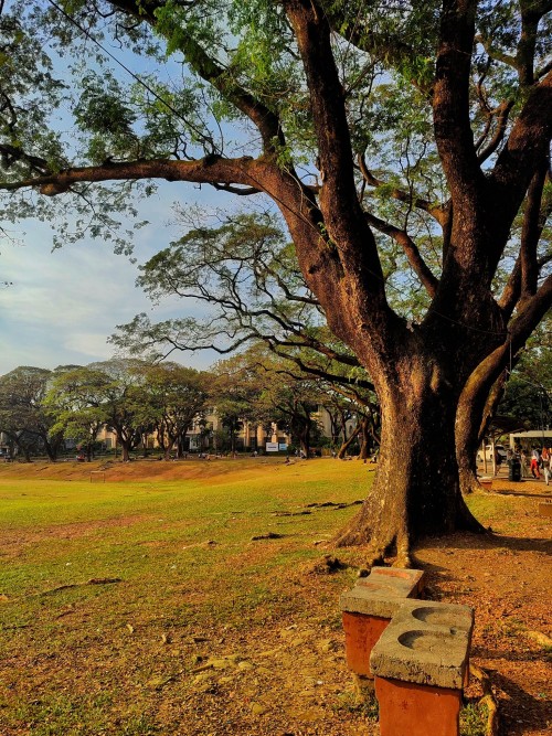 University Of The Philippines, Diliman