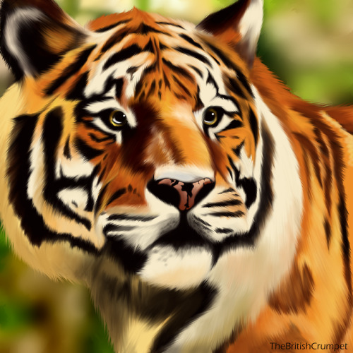 Finally done my tiger drawing! :DCommissions are open!