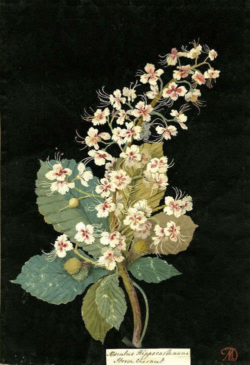 ec-phrasis:Mary Delany, Aeschelus Hippocastanum (Heptandria Monogynia), Horse Chestnut, 1776