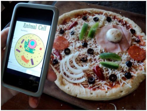 i-heart-histo:‘Cell'zone PizzaApologies.That pun was way too cheesy.i♡histo