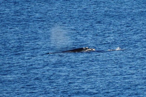 Peninsula Valdes, Argentina  Península Valdés is home to the endangered southern right whale as well