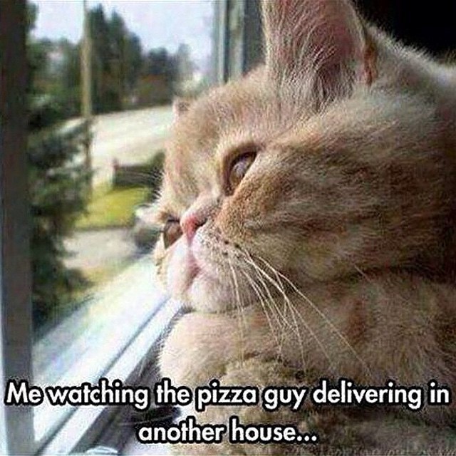 theCHIVE