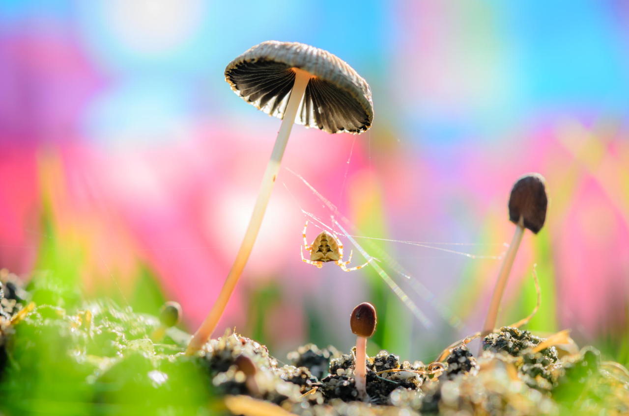 end0skeletal:  (via 500px / Mushroom web by Raed Ammari)