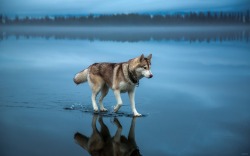 blazepress:  Siberian Husky walking on water. 