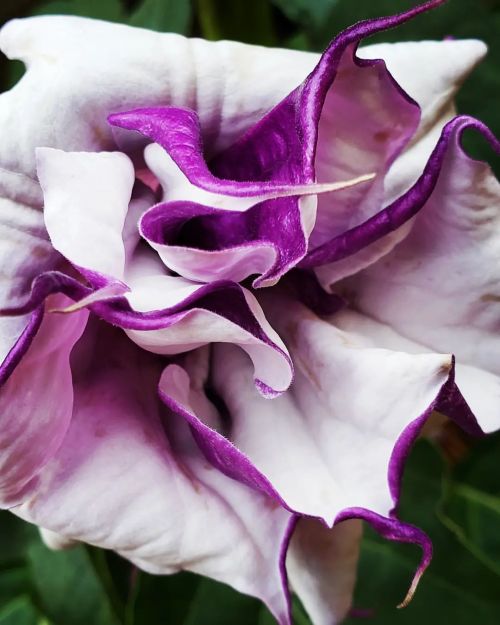 Datura&hellip;.. Finally blooming in the Witch&rsquo;s Garden&hellip;&hellip; Good for insomnia, bre